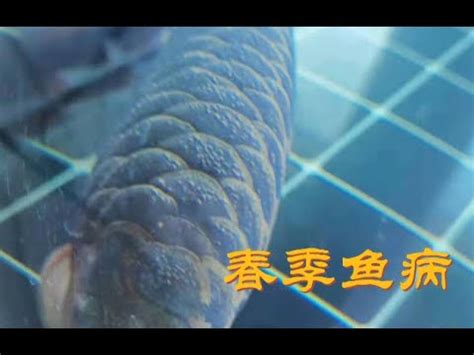 龍魚浮背|32種龍魚疾病、治療、病因及癥狀 